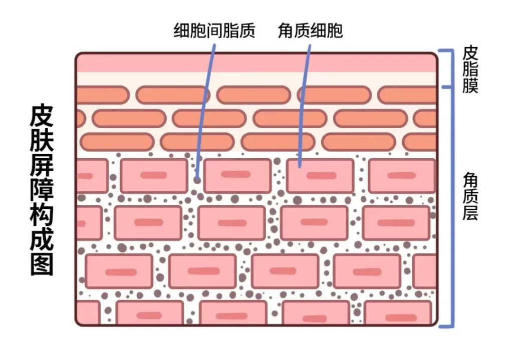 什么是皮肤屏障？皮肤屏障对人体的重要性