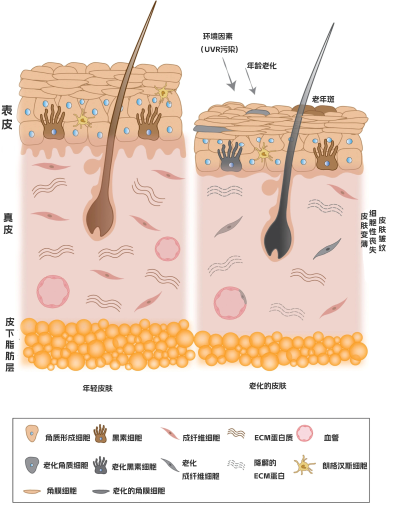 皮肤衰老的原因？90%的人都不知道