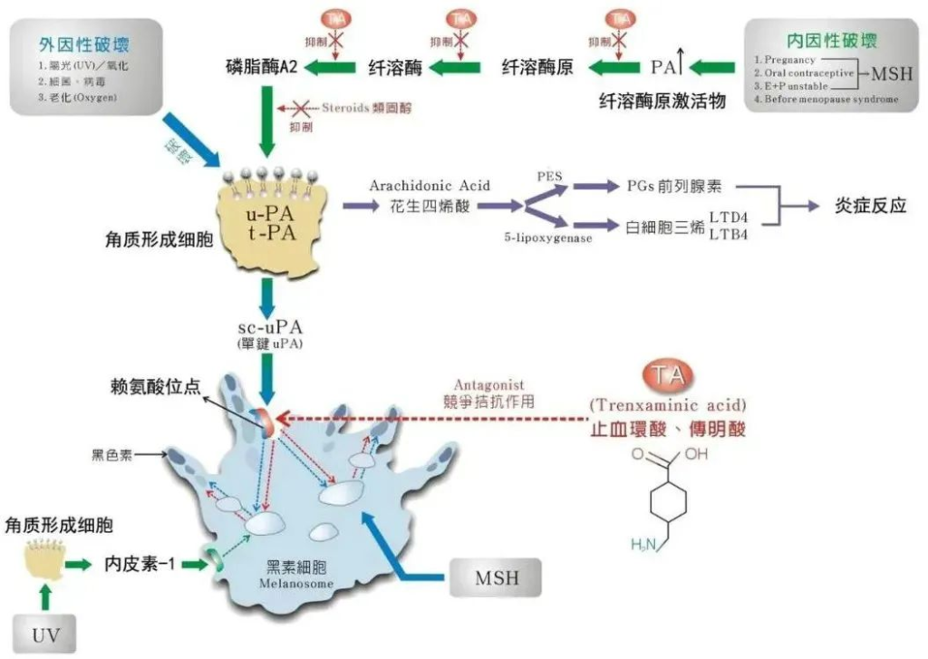 氨甲环酸如何联合水光美白淡斑？