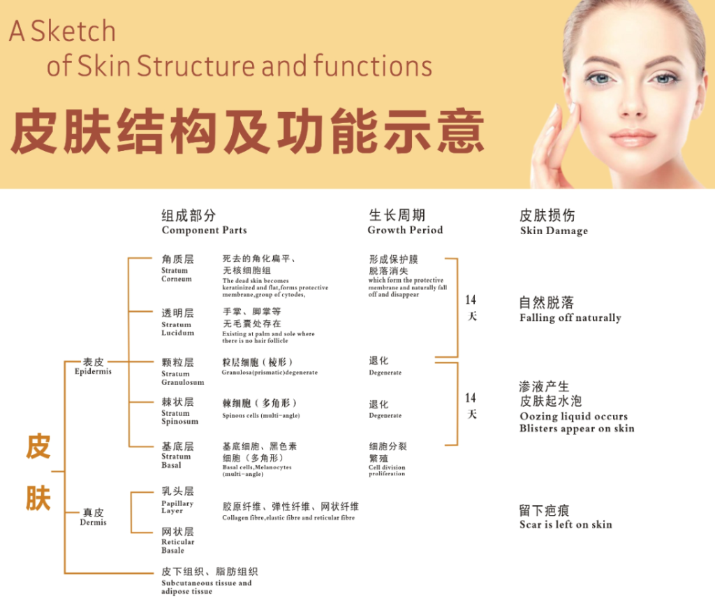 皮肤结构与皮肤问题有什么关系