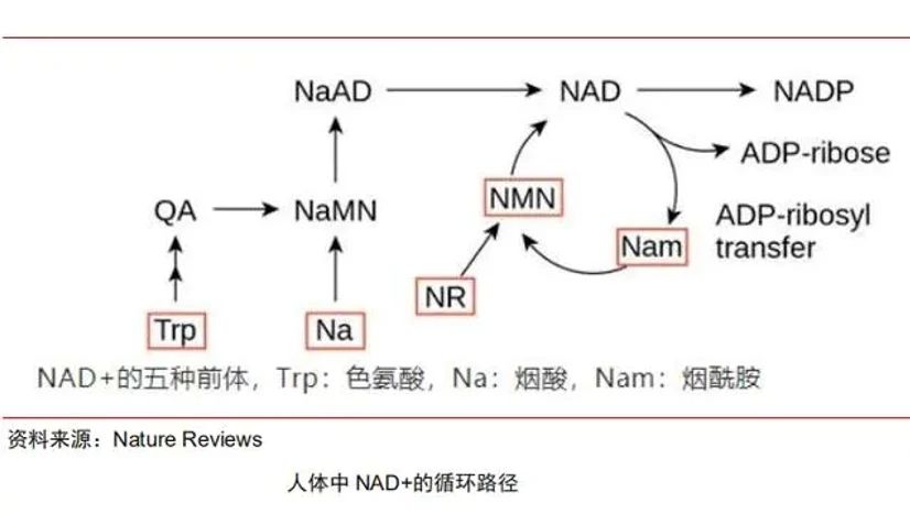 抗衰新成分：NMN、NAD+、PQQ 与传统成分的奇妙关联