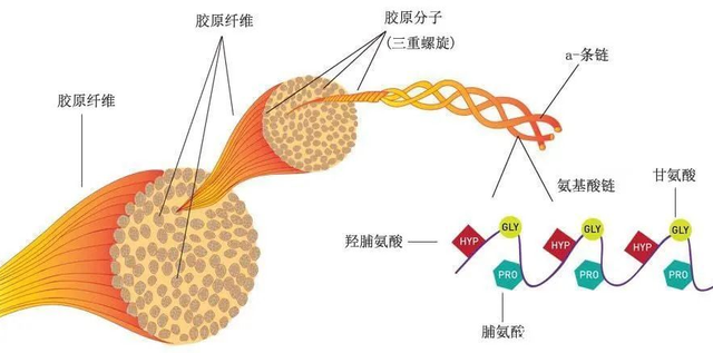 胶原蛋白与弹性蛋白是什么？有什么区别