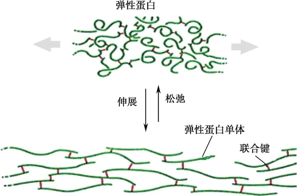 胶原蛋白与弹性蛋白是什么？有什么区别