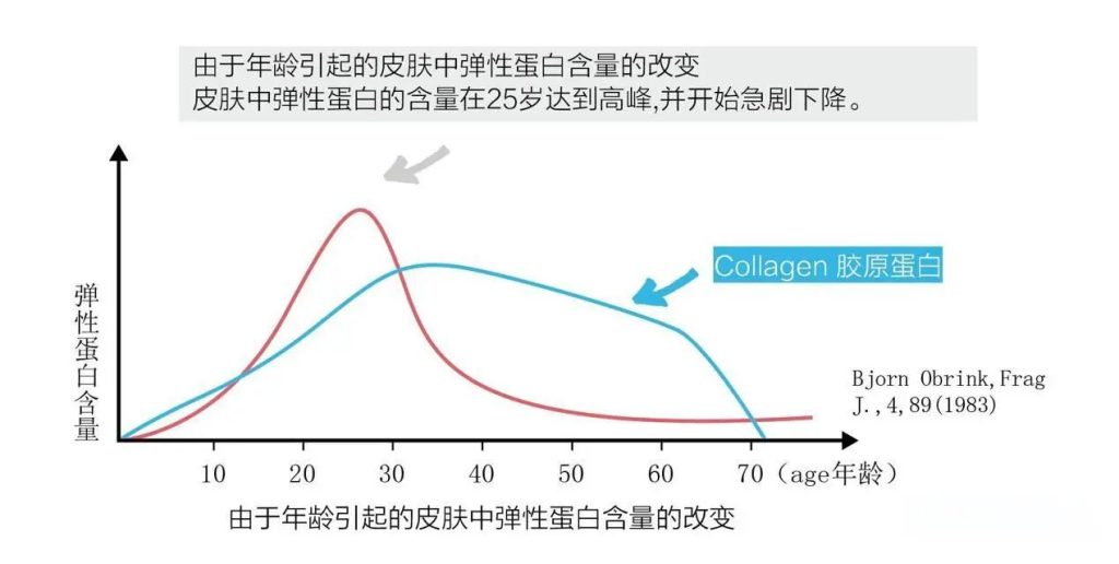 胶原蛋白与弹性蛋白是什么？有什么区别