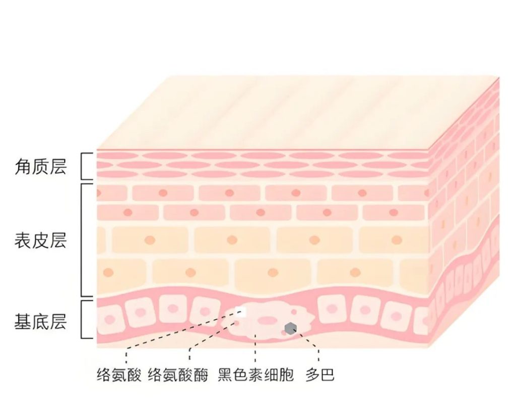 不同的肤质，如何正确抗炎？