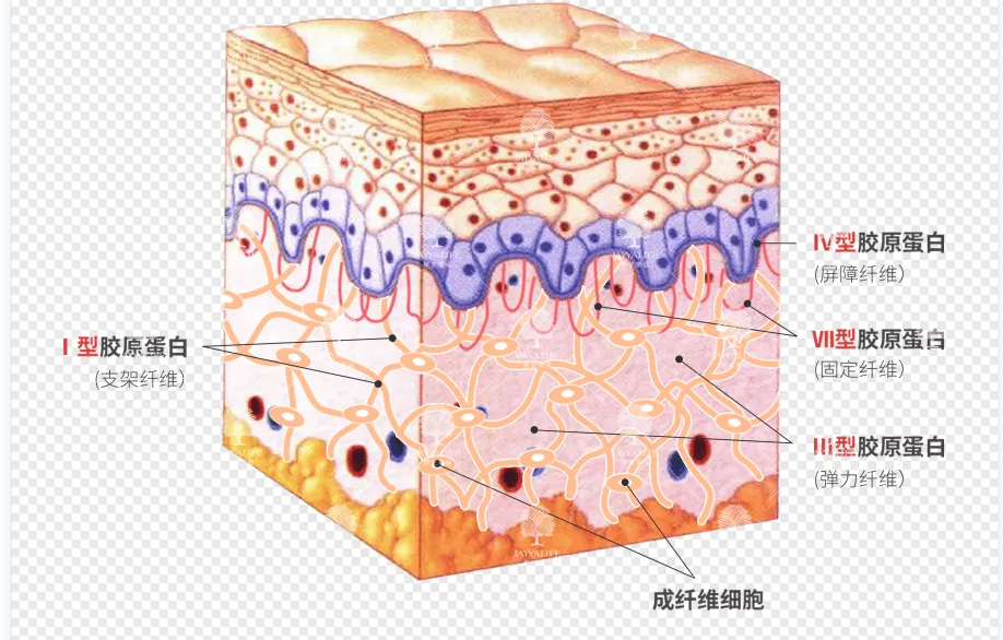 皮肤年轻化的革命性成分：Ⅲ型重组胶原蛋白