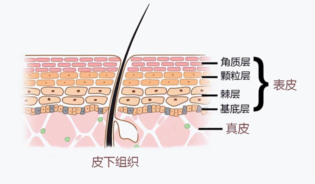 什么是屏障受损？屏障受损应该如何修复？