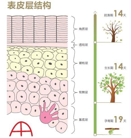 新陈代谢如何影响皮肤健康？想要好皮肤，从提高代谢开始！