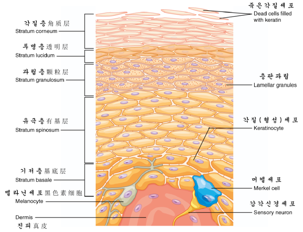 什么是皮肤屏障？皮肤屏障对人体的重要性