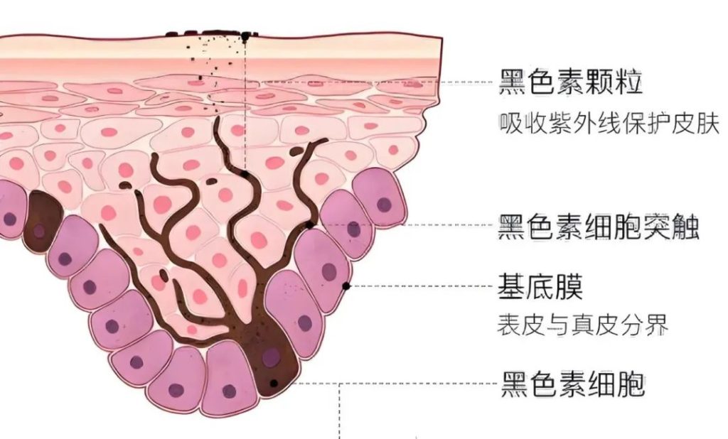 干皮老化的三大要素及日常该如何护理