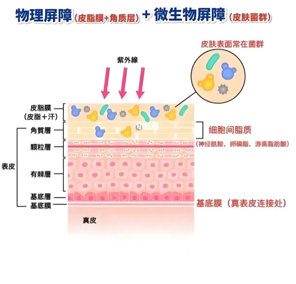 敏感、烂脸是不是皮肤屏障受损?修护皮肤屏障受损的5大护肤秘诀