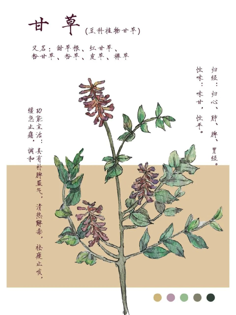 甘草根提取物—— 唤醒肌肤美白潜能？