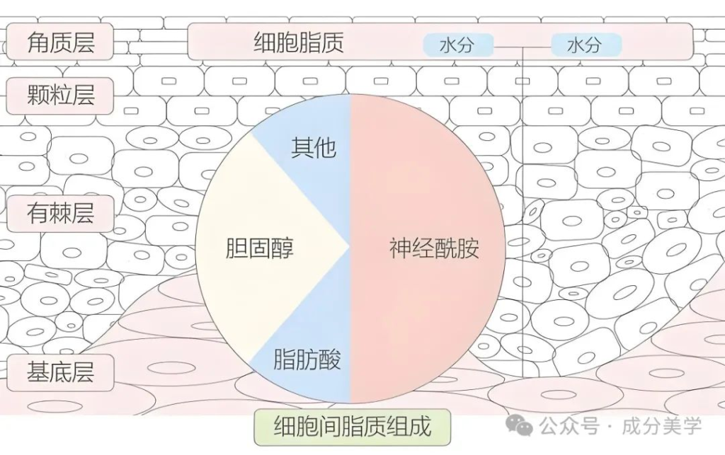 表皮角质层屏障功能