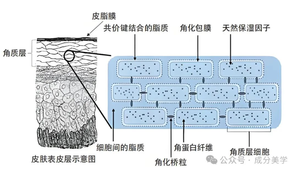 表皮角质层屏障功能