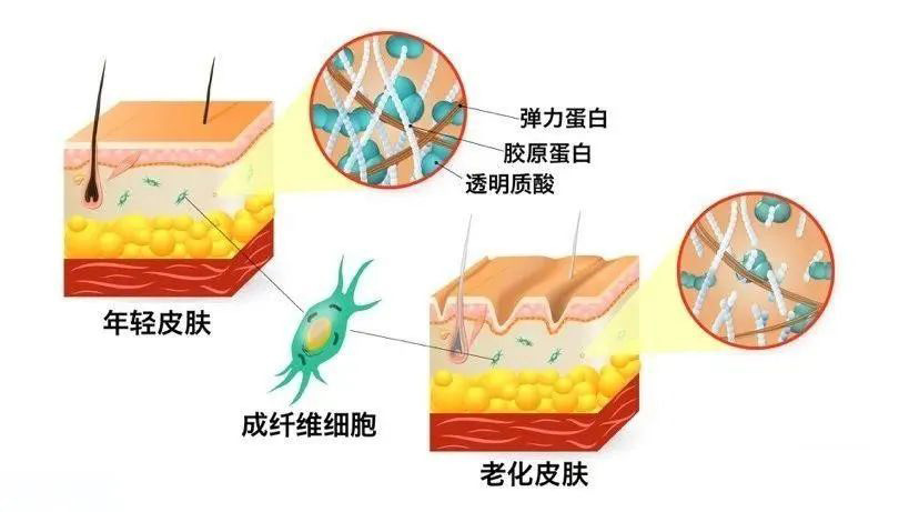 胶原蛋白、纤维细胞与衰老的关系