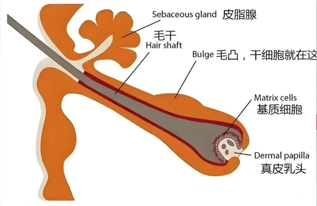 小小毛孔、大大的秘密