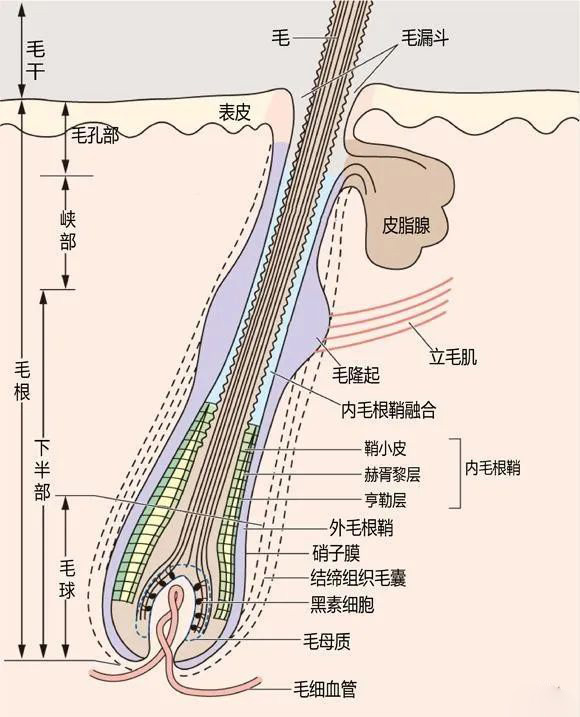 小小毛孔、大大的秘密