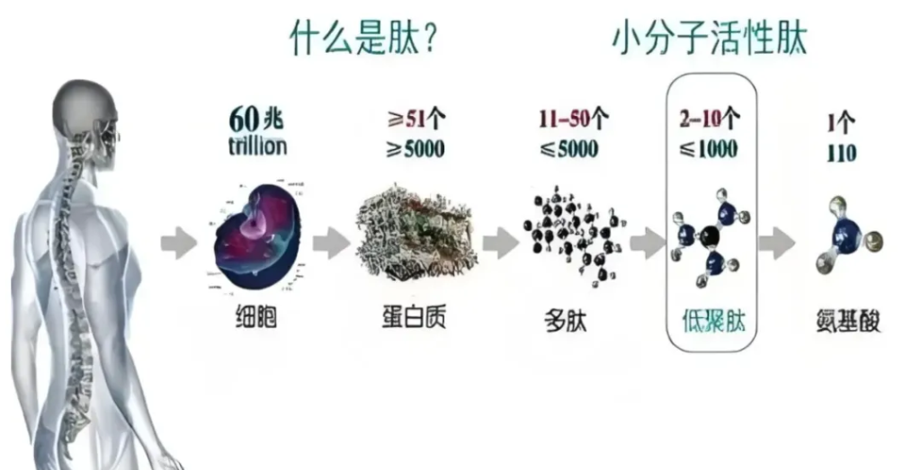 蛋白质、胶原过敏的机理