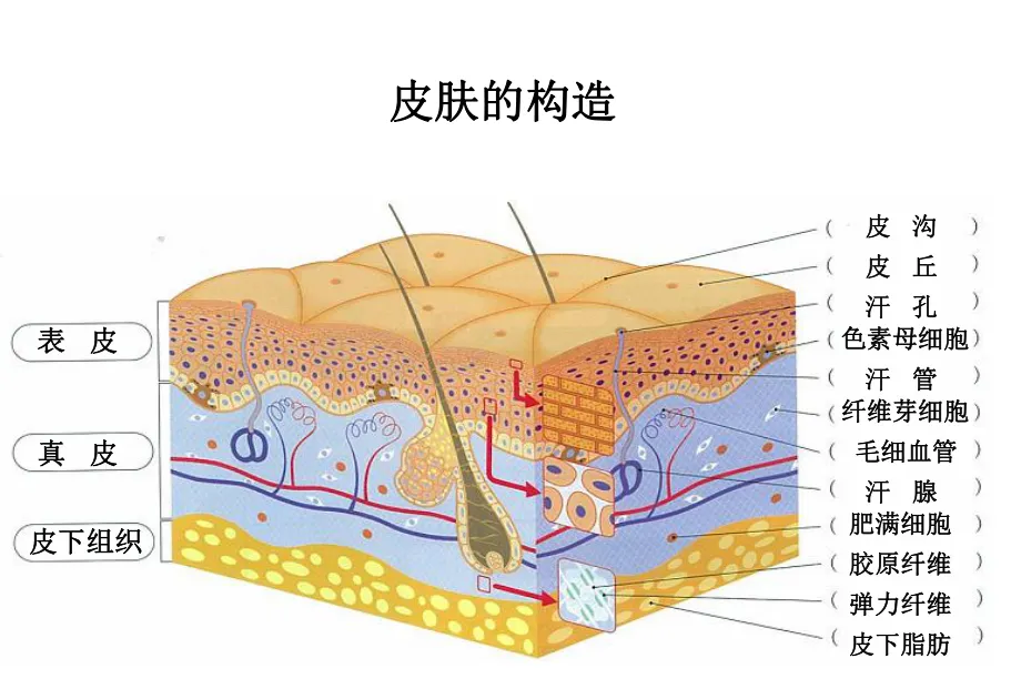 皮肤为什么是免疫系统的第一道防线