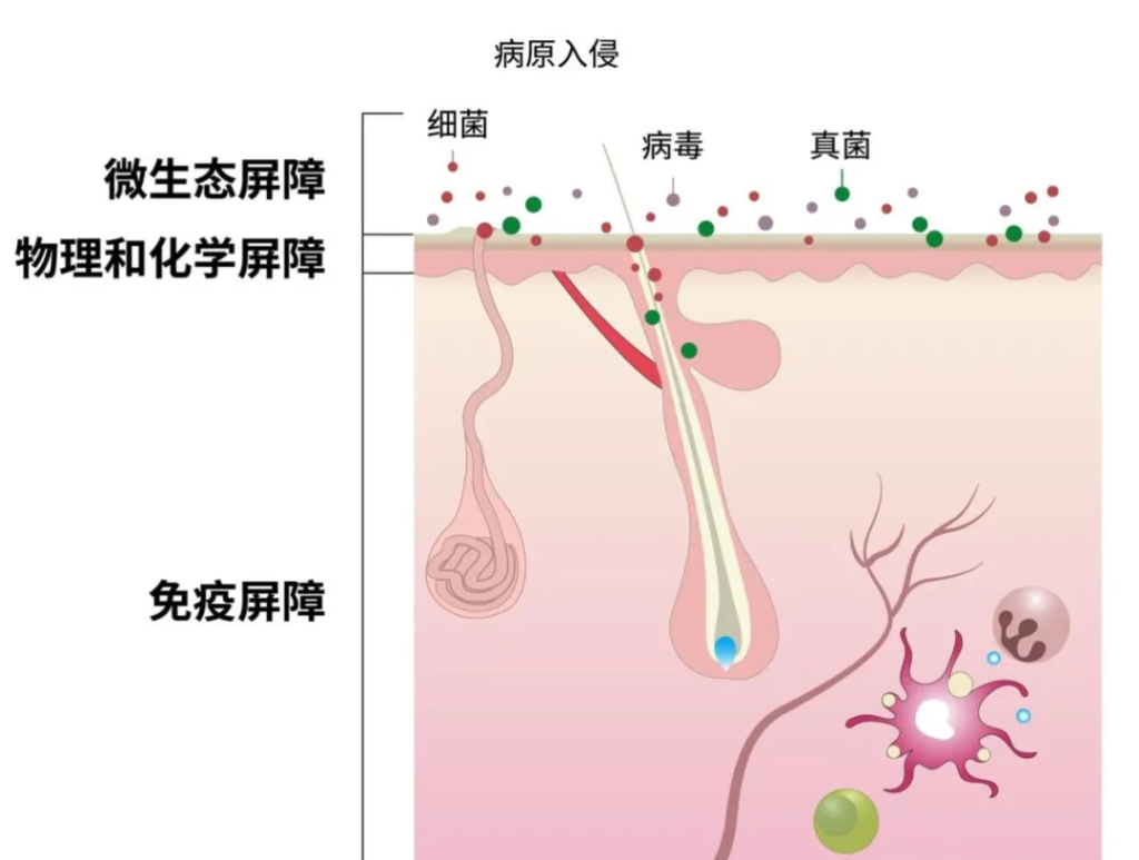 皮肤为什么是免疫系统的第一道防线