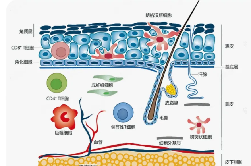 皮肤为什么是免疫系统的第一道防线