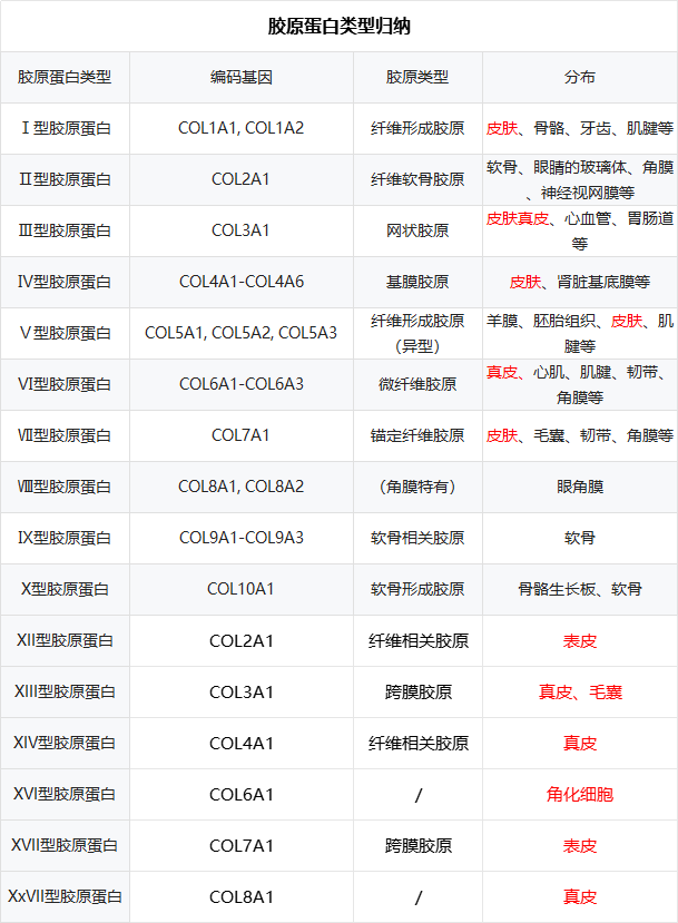 胶原蛋白全解析