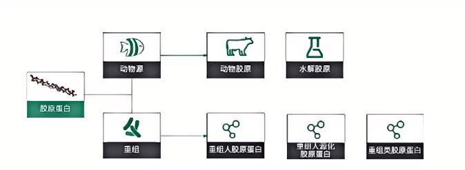 胶原蛋白全解析