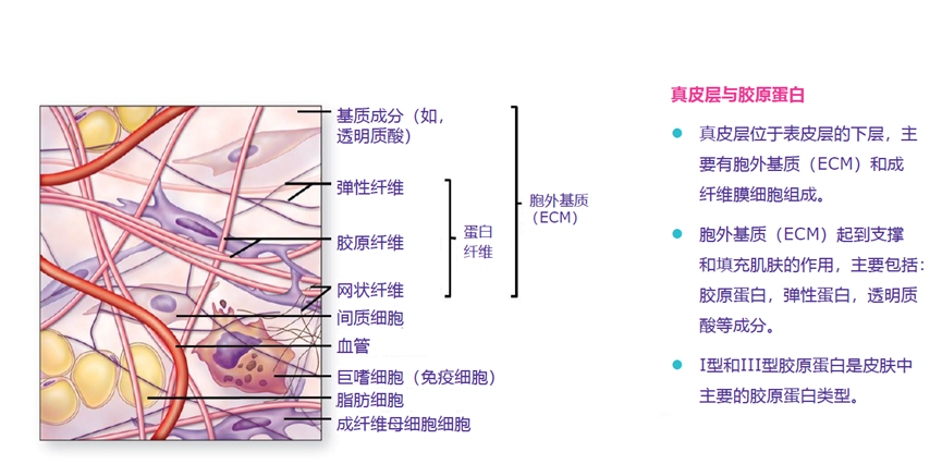 皮肤全面抗衰