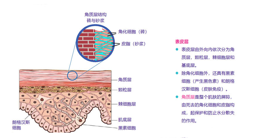 皮肤全面抗衰