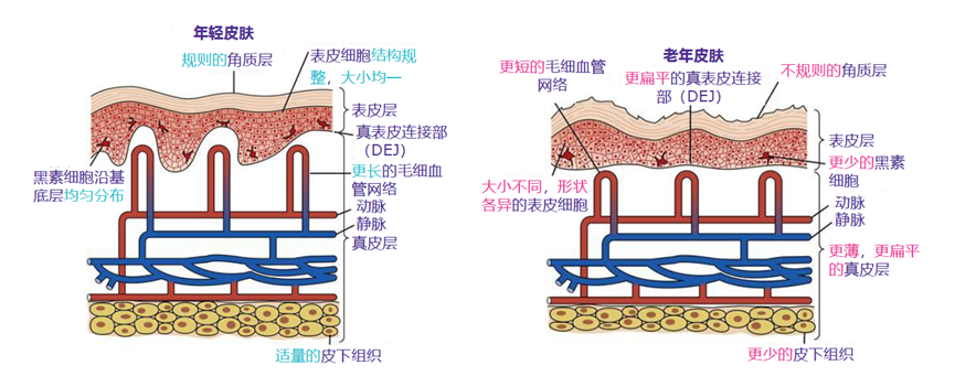 皮肤全面抗衰