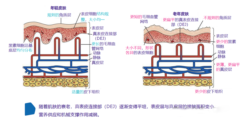 皮肤全面抗衰