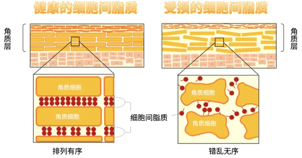 大干皮终极保湿公式，手把手教程